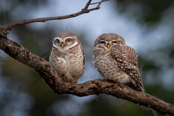 Spotted Owlet