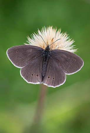 Ringlet 010724 -2
