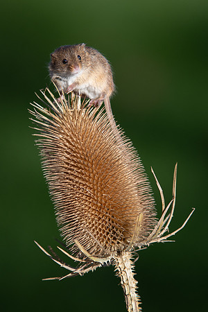 Harvest Mouse 260124 -1