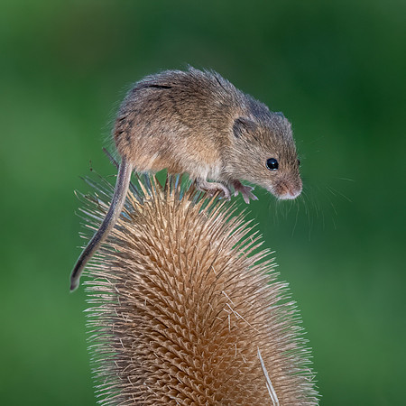 Harvest Mouse 260124 -4