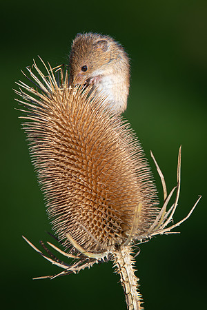 Harvest Mouse 260124 -2