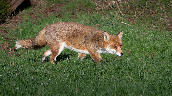 Fox 260124 -1