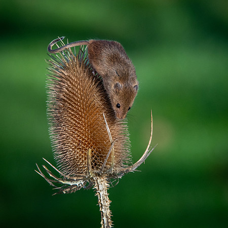 Harvest Mouse 260124 -3