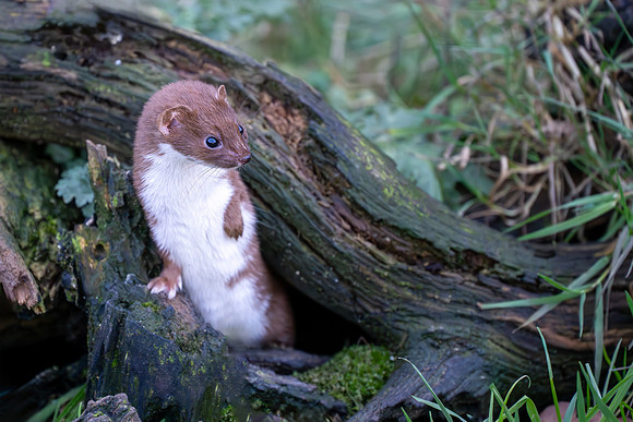 Stoat 260124 -2