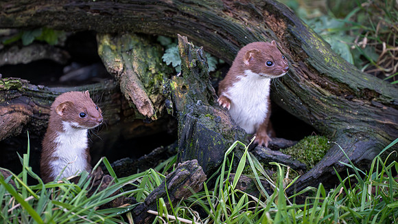 Stoat 260124 -1