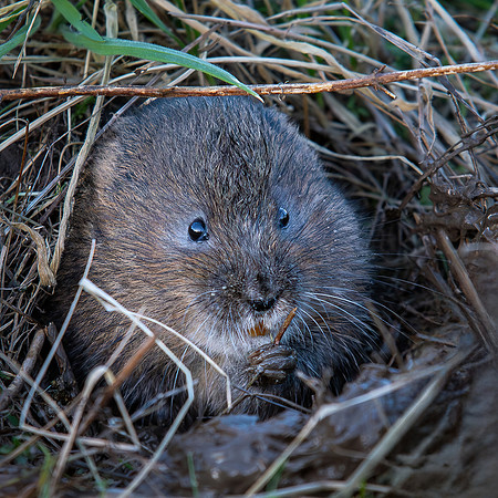 Water Vole 260124