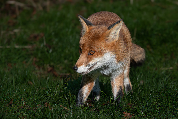 Fox 260124 -4