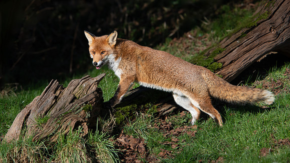 Fox 260124 -3