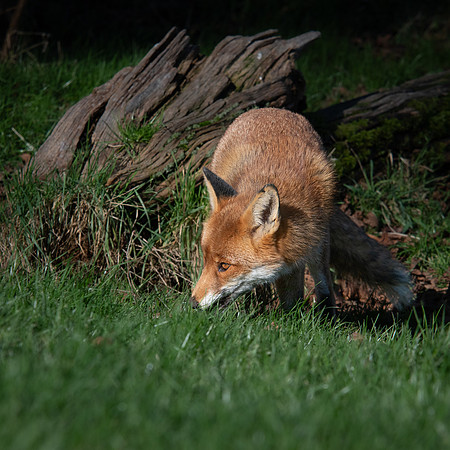 Fox 260124 -2