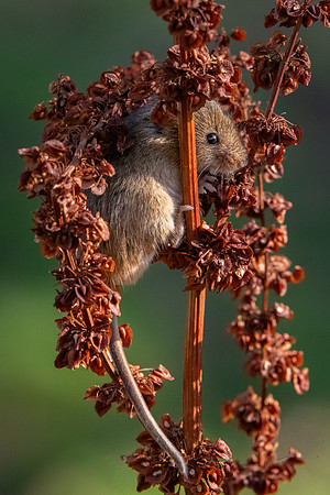 Harvest Mouse 260124 -6