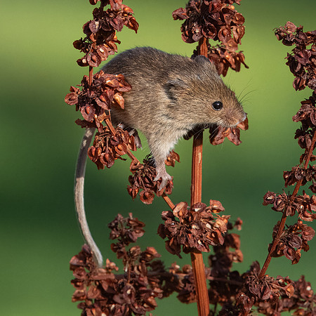 Harvest Mouse 260124 -5