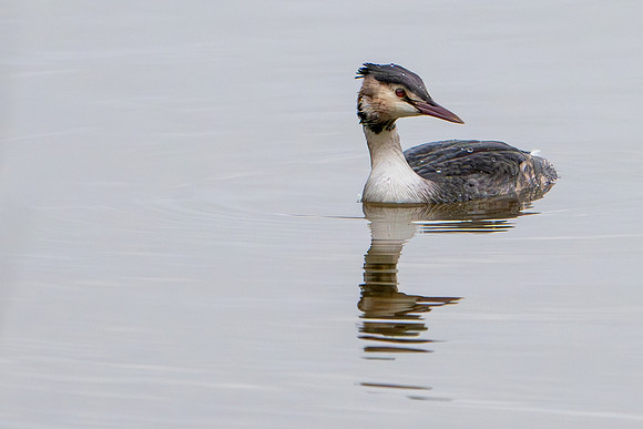 Great Crested Grebe 260124
