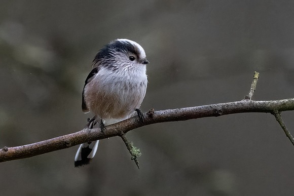 Long-tailed Tit 260124 -2