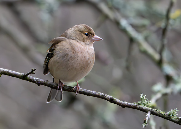 Chaffinch ♀ 260124