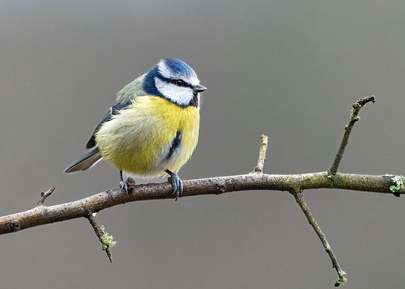 Blue Tit 260124