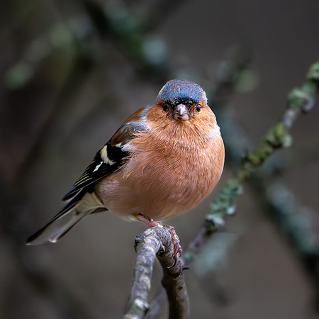 Chaffinch ♂ 260124