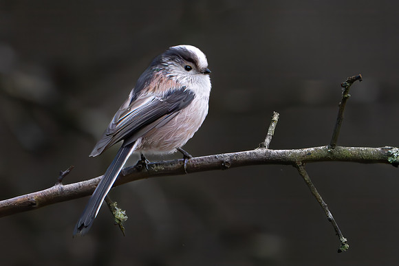 Long-tailed Tit 260124 -1