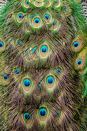 Peacock Tail