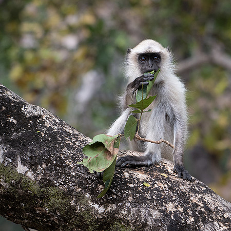 Langur Monkeys -6