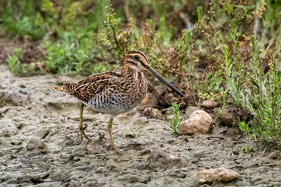 Common Snipe 090822 -6