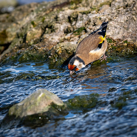 Goldfinch Drinking -1