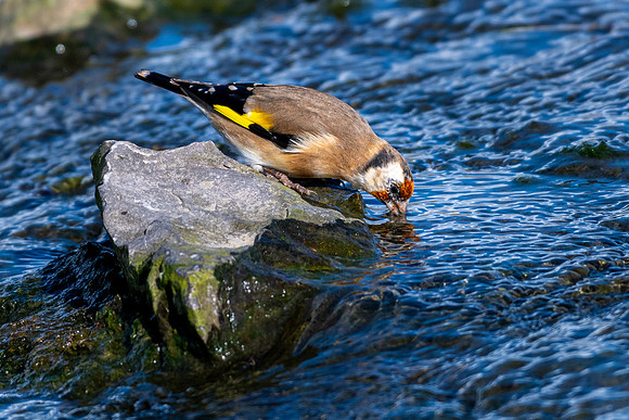 Goldfinch Drinking -2
