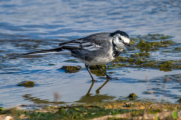 Pied Wagtail - 2