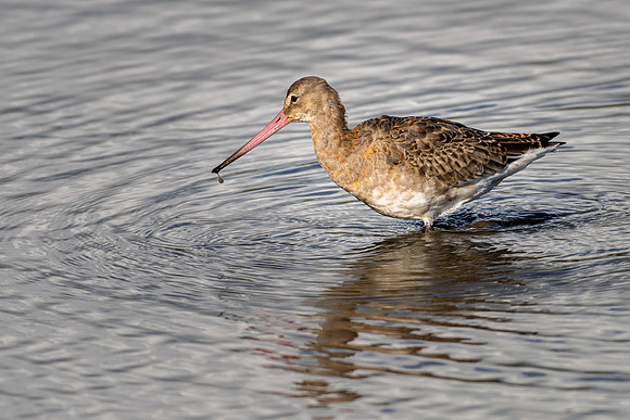 Black-tailed Godwit - Early Winter Plumage
