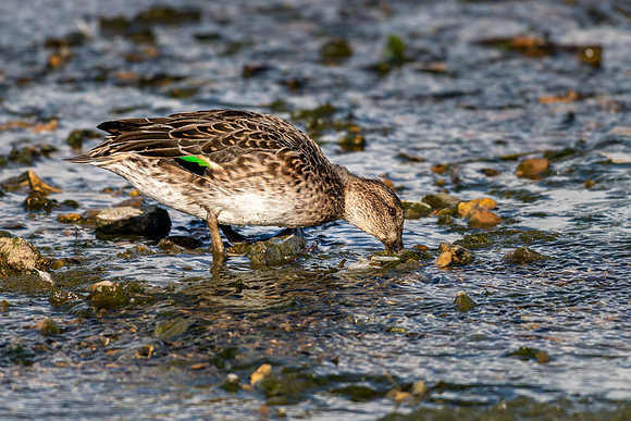 Teal, Female