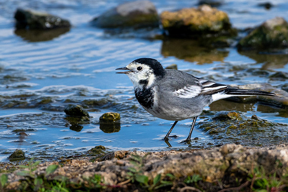 Pied Wagtail - 1