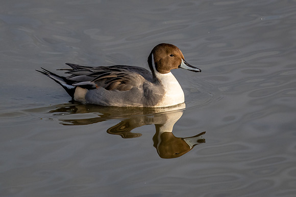Pintail