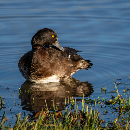 Tufted Duck