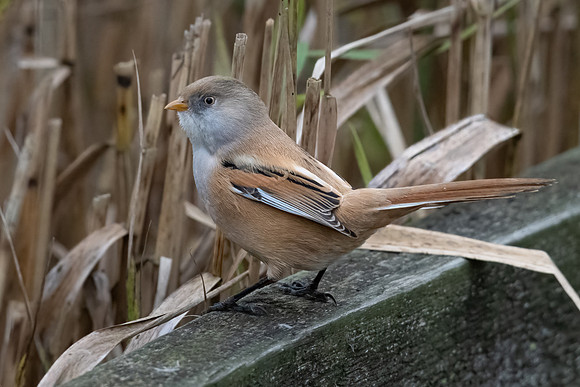 Bearded Reedling Female