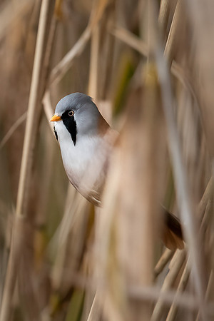 Bearded Reedling Male -2