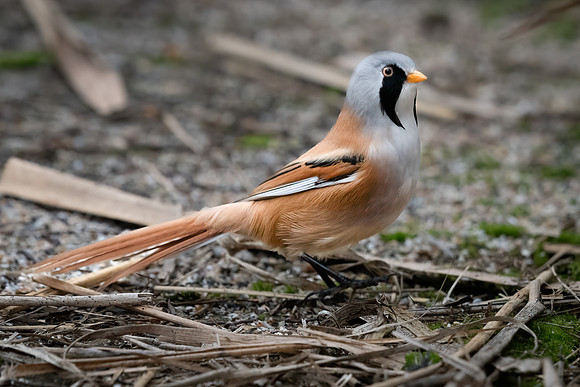 Bearded Reedling Male -3