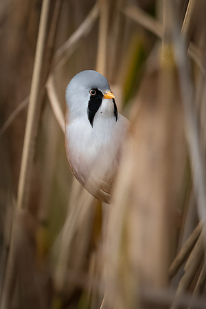 Bearded Reedling Male -1