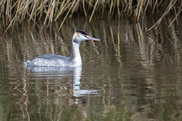 Great Crested Grebe