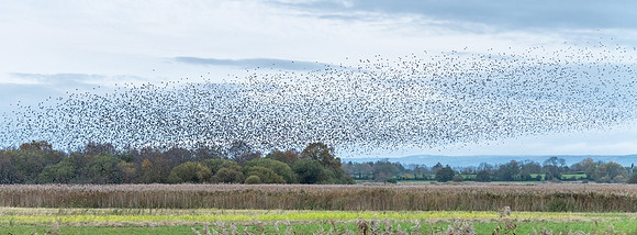 Starling Mumuration -3