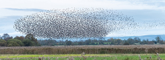 Starling Mumuration -2
