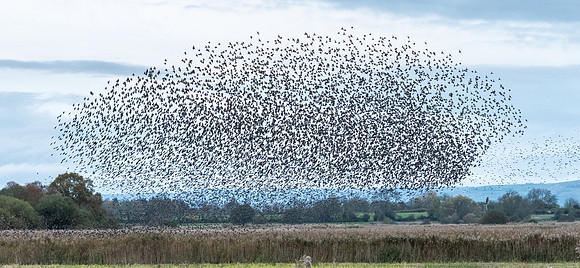 Starling Mumuration -1
