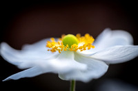 Anemone 071024