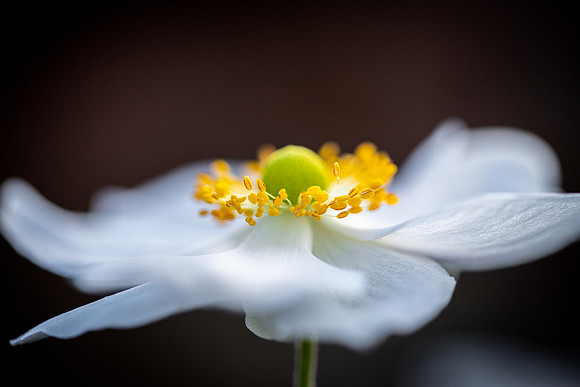 Anemone 071024