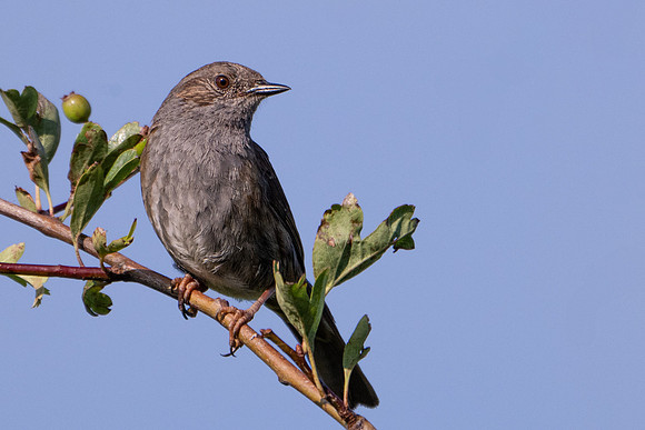 Dunnock 250624-2