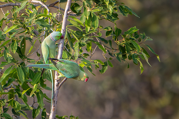 Rose-ringed Parakeets
