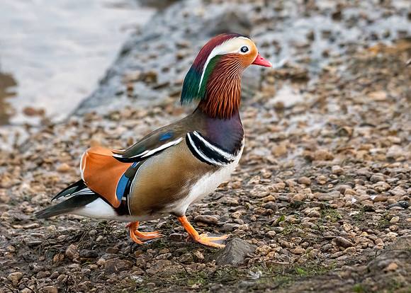 Mandarin Duck Drake -1