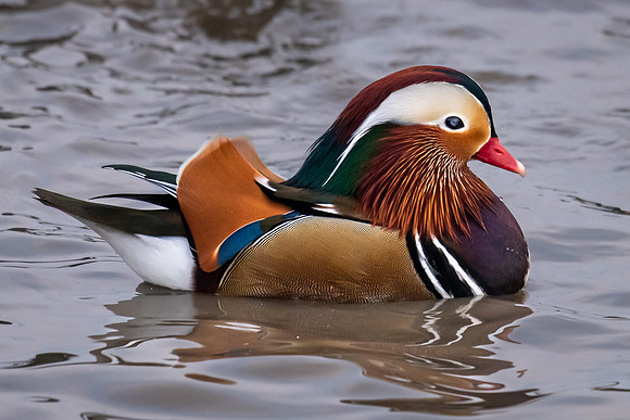 Mandarin Duck Drake -5