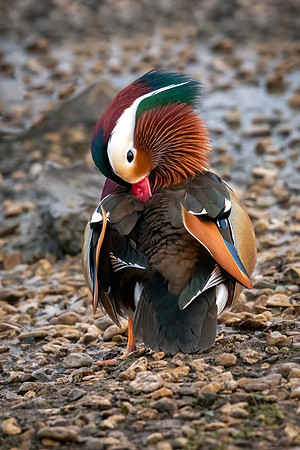 Mandarin Duck Drake -4