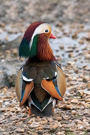 Mandarin Duck Drake -3