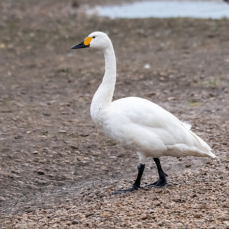 Bewick's Swan