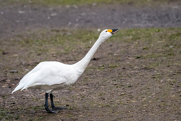 Bewick's Swan Dominant Behaviour -4
